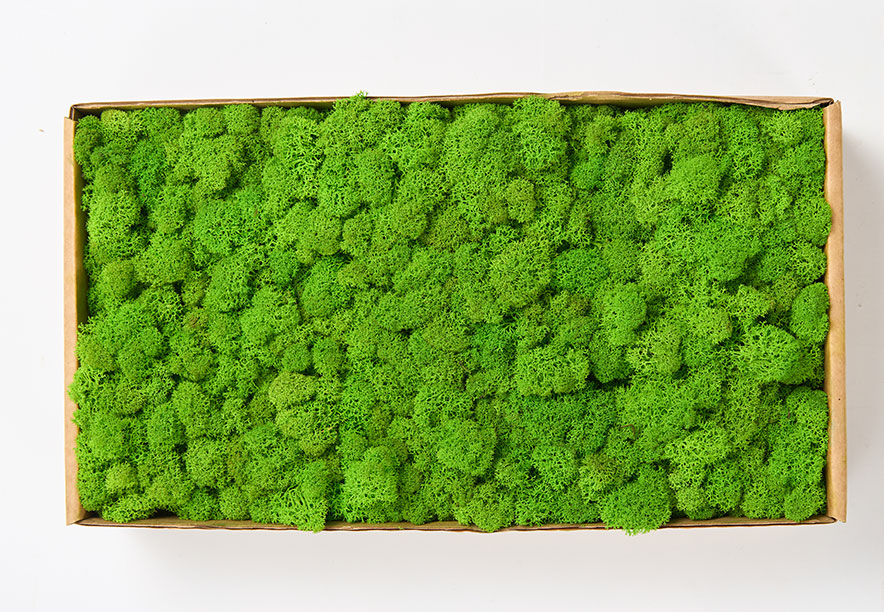 Купить Мох Ягель Lime Green