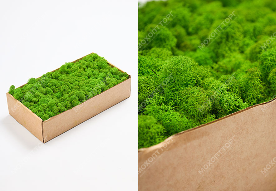 Купить Мох Ягель Lime Green