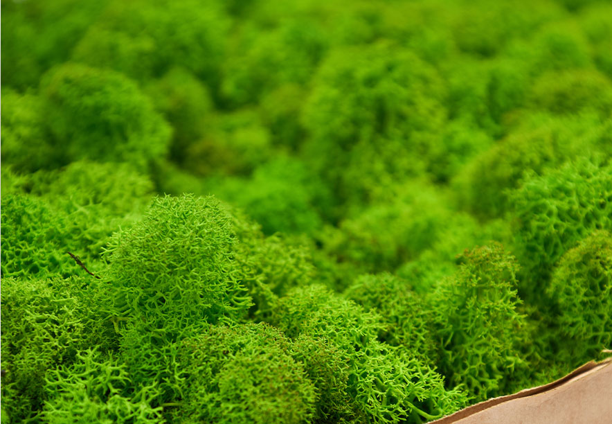 Купить Мох Ягель Lime Green